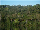 Lagoon (Chalalan, Madidi, Bolivia)